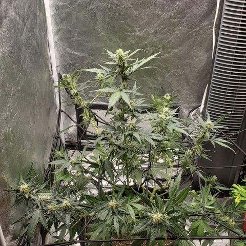 Orange Sherbet Auto growlog timeline photo