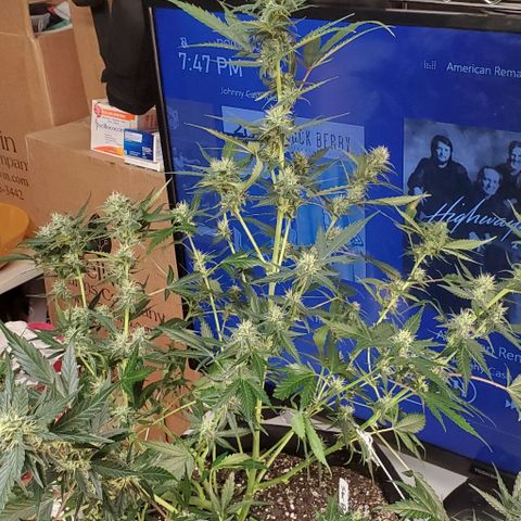 Orange Sherbet Auto growlog timeline photo