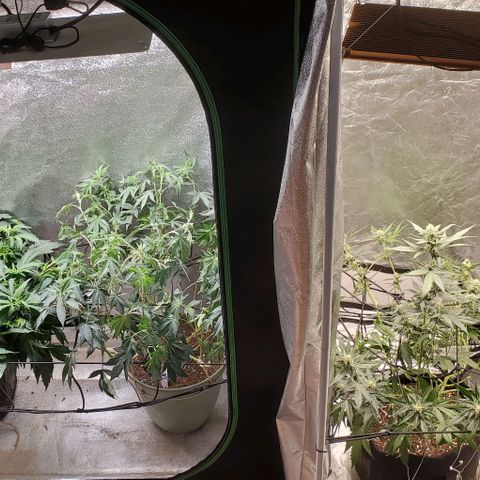 Orange Sherbet Auto growlog timeline photo