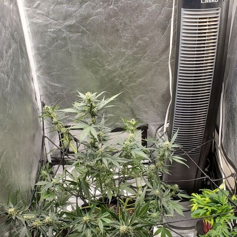 Orange Sherbet Auto growlog timeline photo