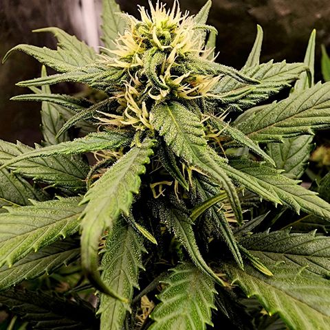 Orange Sherbet Auto growlog timeline photo