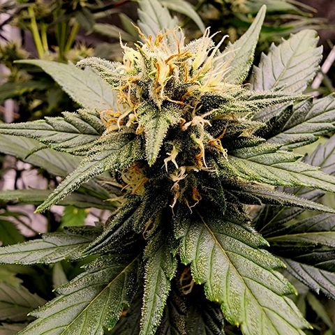 Orange Sherbet Auto growlog timeline photo