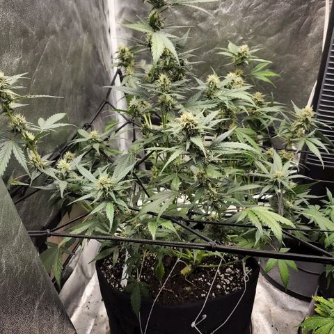 Orange Sherbet Auto growlog timeline photo