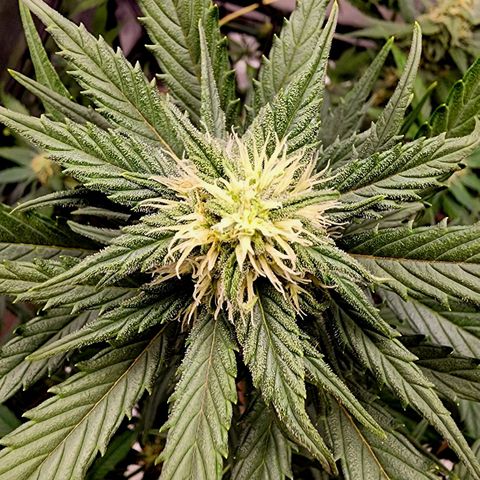Orange Sherbet Auto growlog timeline photo