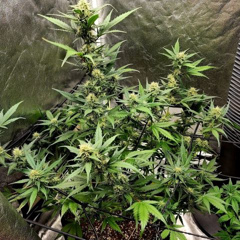 Orange Sherbet Auto growlog timeline photo