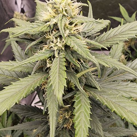 Orange Sherbet Auto growlog timeline photo