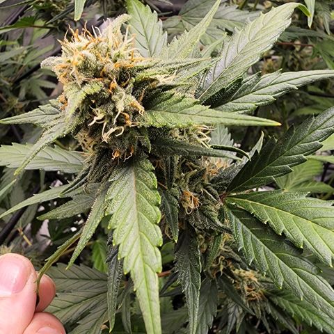 Orange Sherbet Auto growlog timeline photo