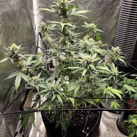 Orange Sherbet Auto growlog timeline photo