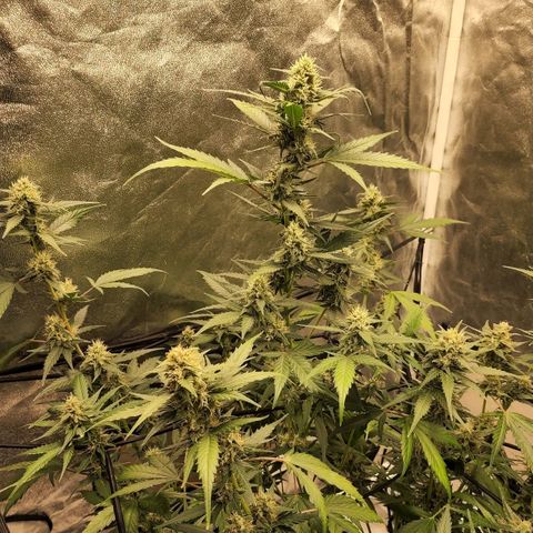 Orange Sherbet Auto growlog timeline photo