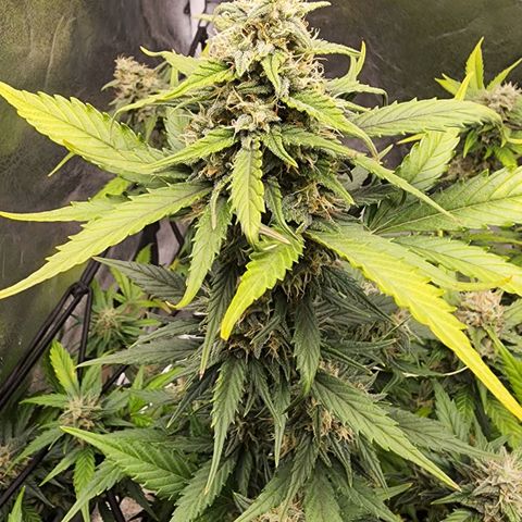 Orange Sherbet Auto growlog timeline photo