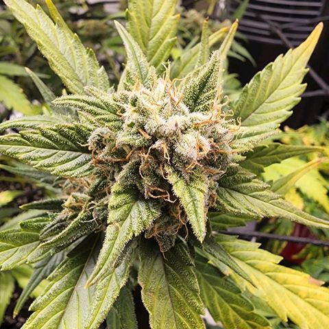 Orange Sherbet Auto growlog timeline photo