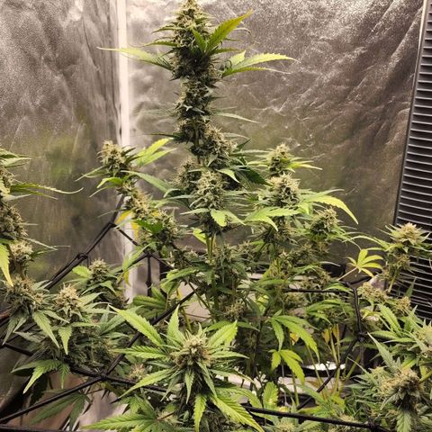 Orange Sherbet Auto growlog timeline photo