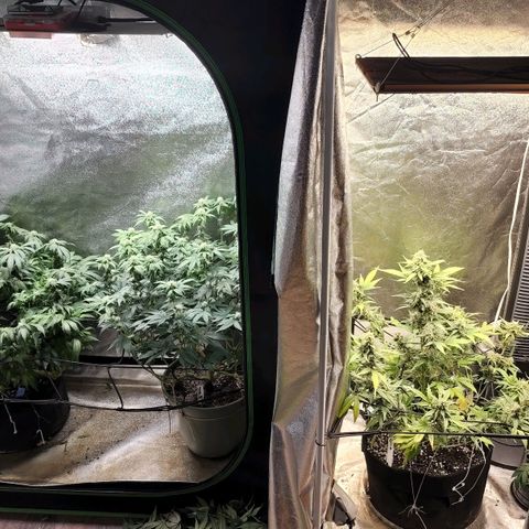 Orange Sherbet Auto growlog timeline photo