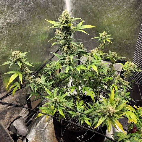 Orange Sherbet Auto growlog timeline photo