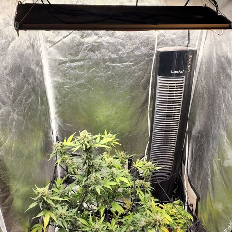Orange Sherbet Auto growlog timeline photo