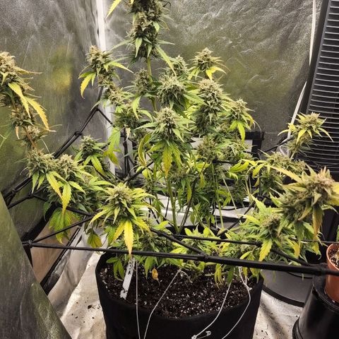 Orange Sherbet Auto growlog timeline photo