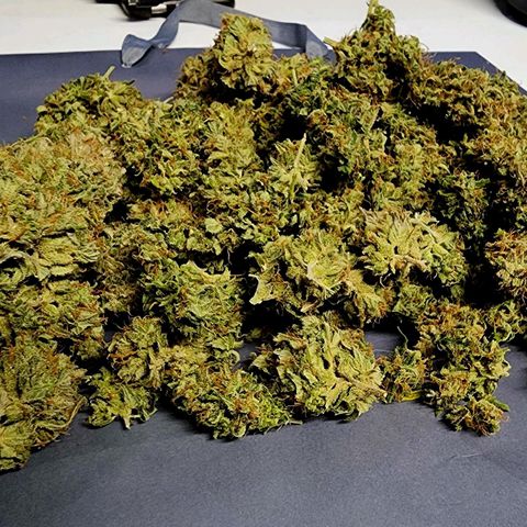 Orange Sherbet Auto growlog timeline photo