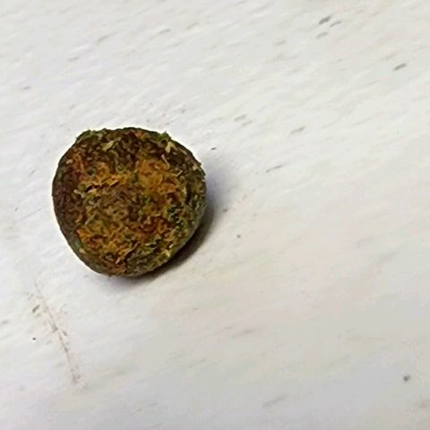 Orange Sherbet Auto growlog timeline photo