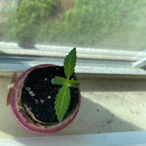 Unknown strain growlog timeline photo