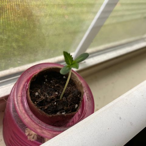 Unknown strain growlog timeline photo