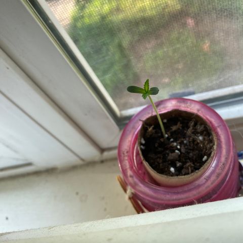Unknown strain growlog timeline photo