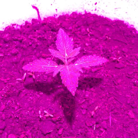 king of the valley sdv.arg growlog timeline photo
