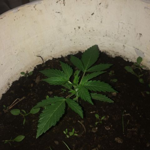 king of the valley sdv.arg growlog timeline photo