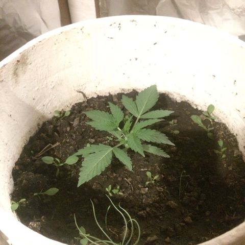 king of the valley sdv.arg growlog timeline photo
