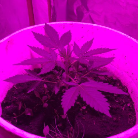 king of the valley sdv.arg growlog timeline photo