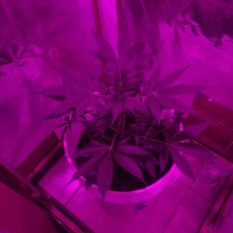 king of the valley sdv.arg growlog timeline photo