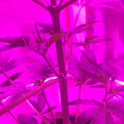 king of the valley sdv.arg growlog timeline photo