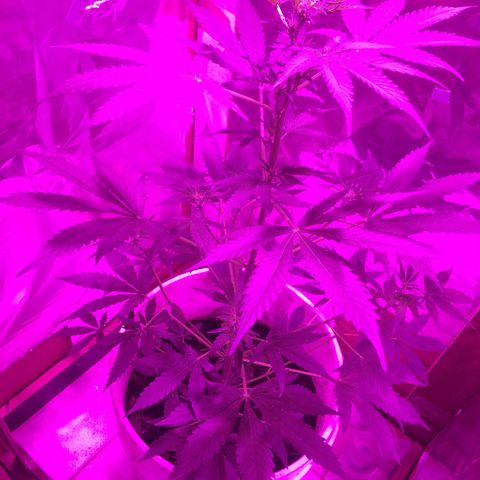 king of the valley sdv.arg growlog timeline photo