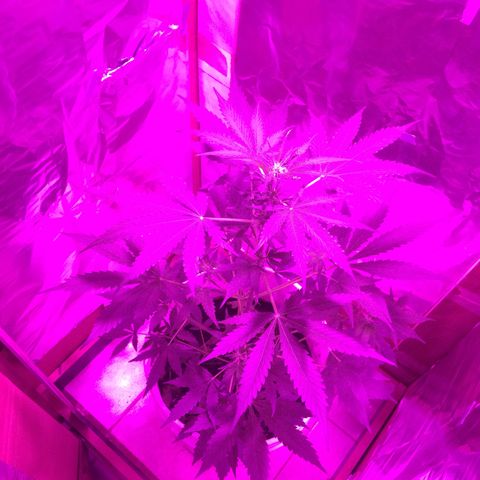 king of the valley sdv.arg growlog timeline photo