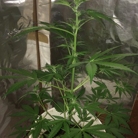 king of the valley sdv.arg growlog timeline photo