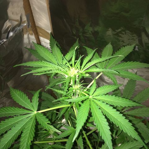 king of the valley sdv.arg growlog timeline photo