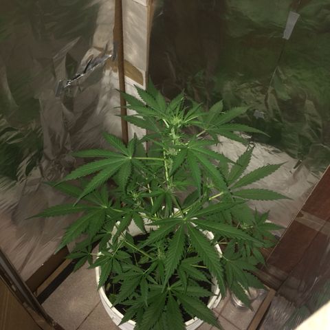 king of the valley sdv.arg growlog timeline photo