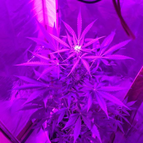 king of the valley sdv.arg growlog timeline photo