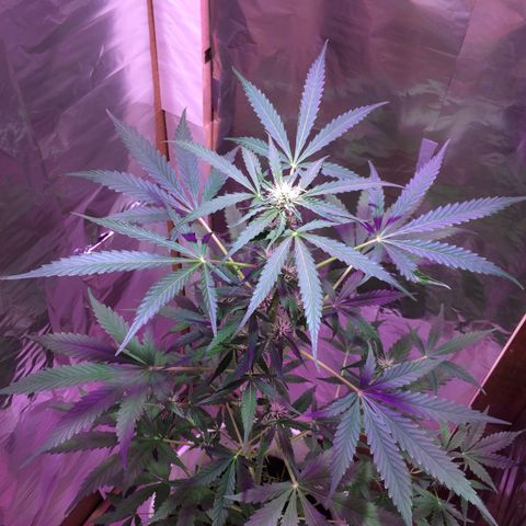 king of the valley sdv.arg growlog timeline photo