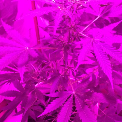 king of the valley sdv.arg growlog timeline photo