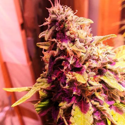 king of the valley sdv.arg growlog timeline photo