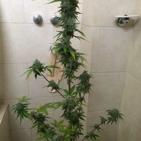 king of the valley sdv.arg growlog timeline photo