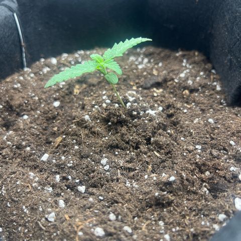 Criminal + #1 growlog timeline photo