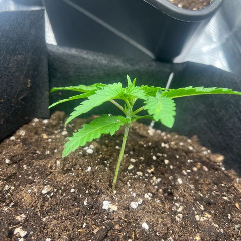 Criminal + #1 growlog timeline photo