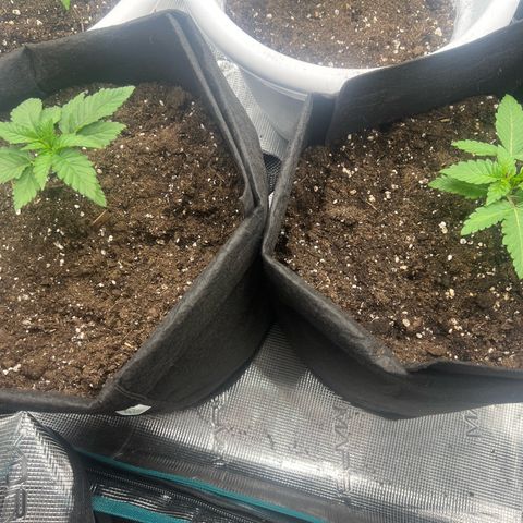 Criminal + #1 growlog timeline photo