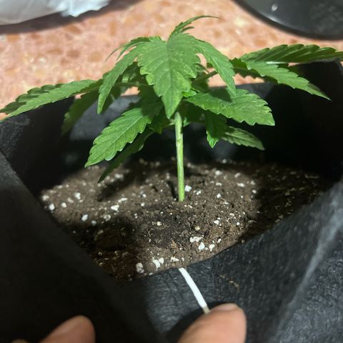 Criminal + #1 growlog timeline photo