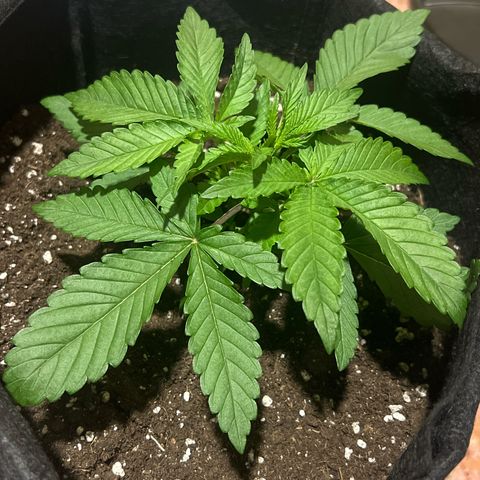 Criminal + #1 growlog timeline photo