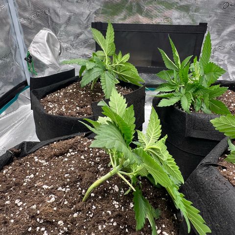 Criminal + #1 growlog timeline photo