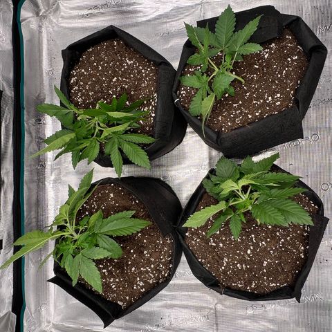 Criminal + #1 growlog timeline photo