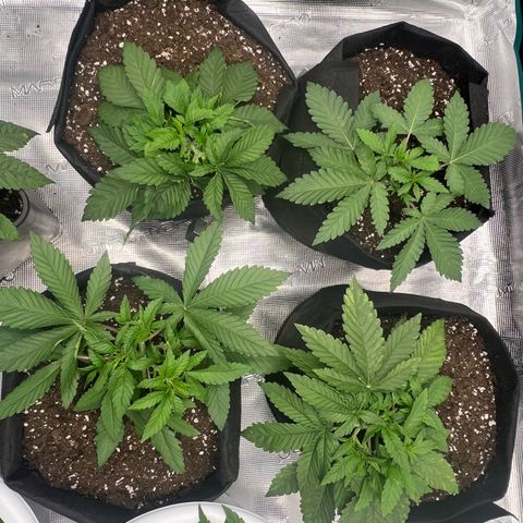 Criminal + #1 growlog timeline photo