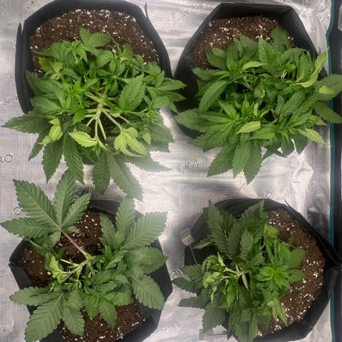 Criminal + #1 growlog timeline photo